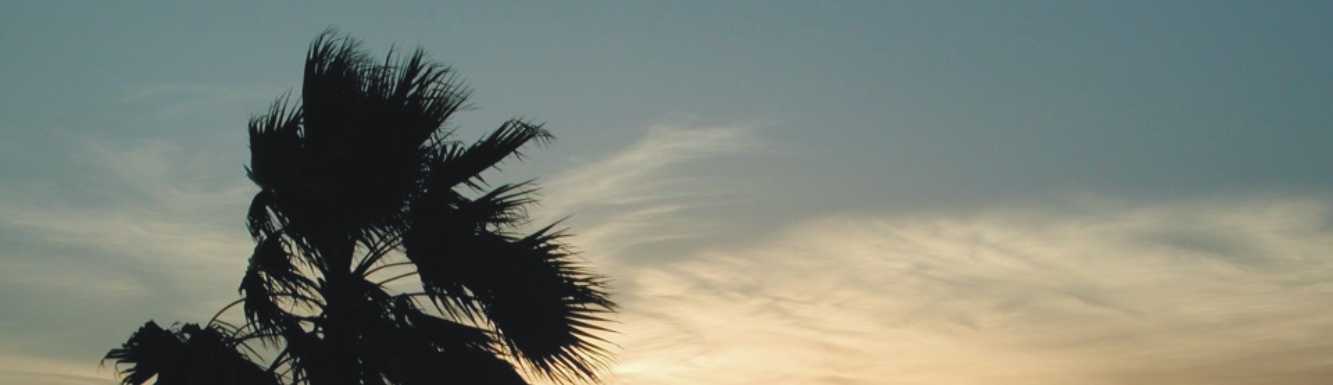 Top of Palm Tree blowing in the wind.
